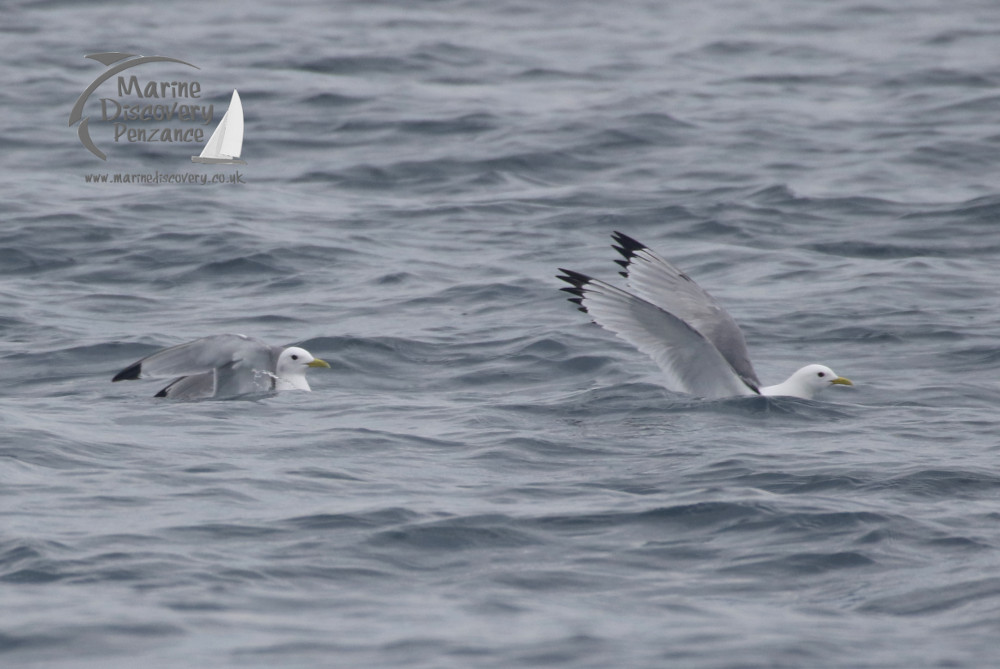 14 3 a flock of seagulls are swimming in a body of water