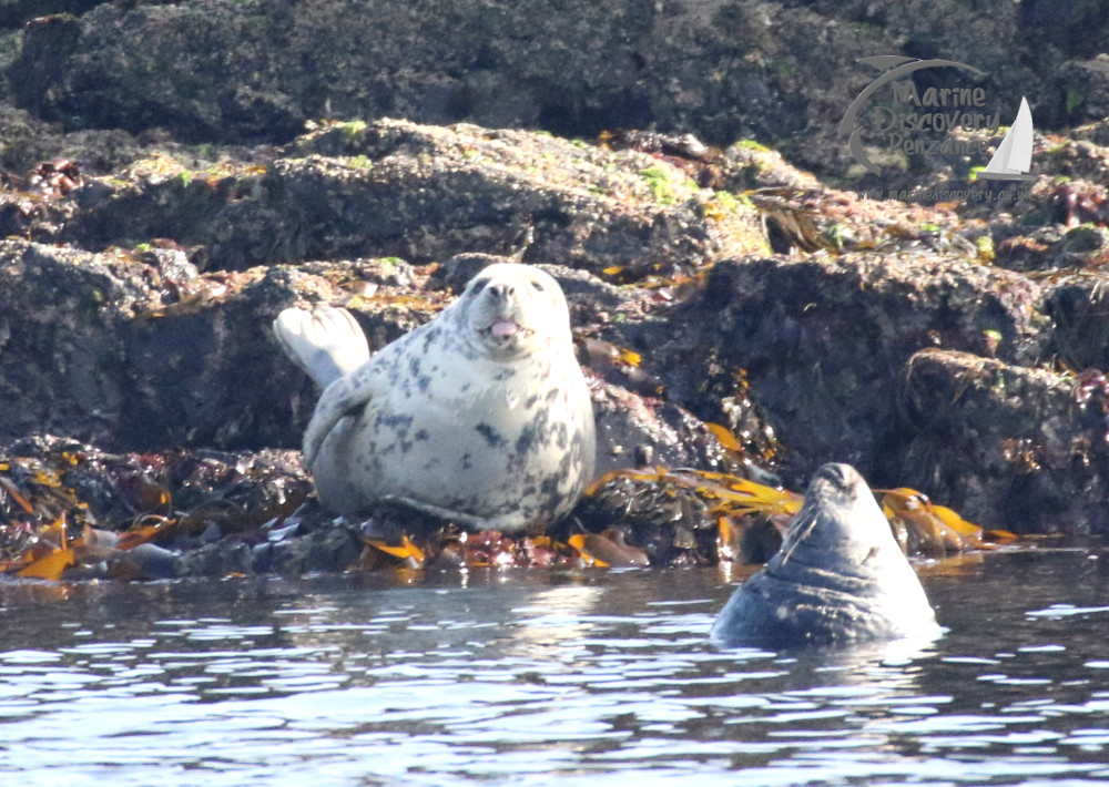 a flock of birds sitting on top of a mountain