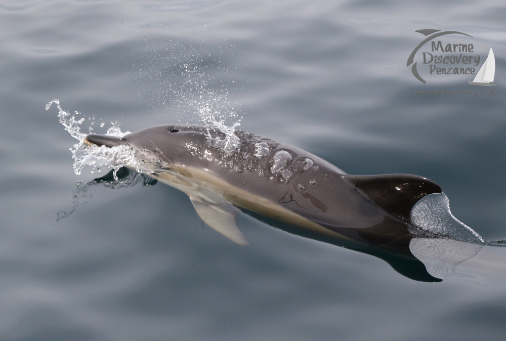 a bird flying over a body of water