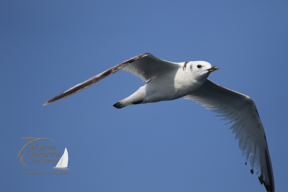 a bird flying in the sky