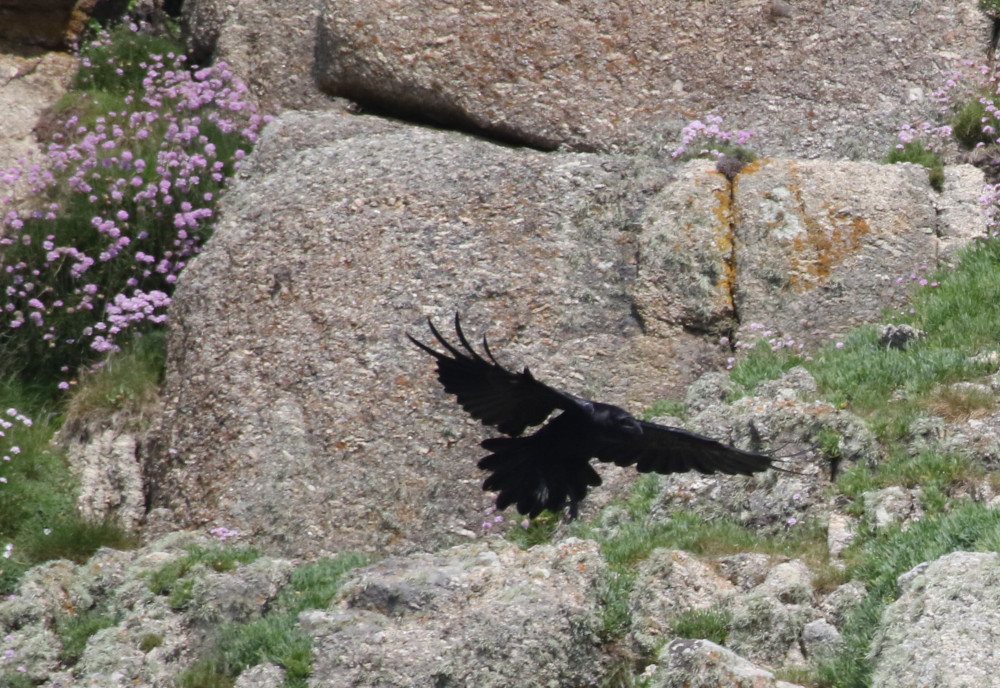 a bird standing on a rocky hill