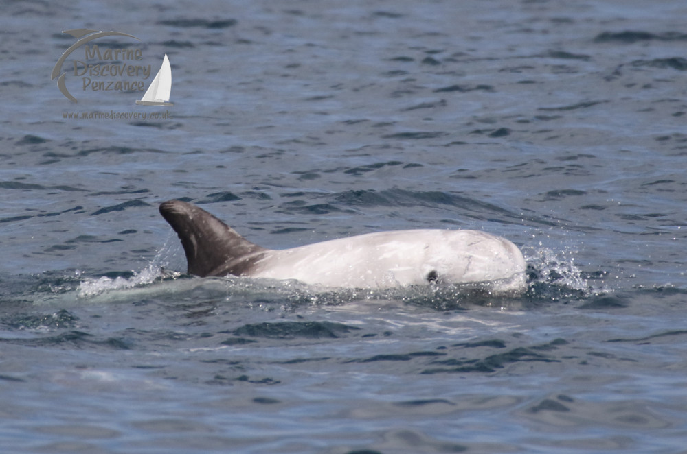 a polar bear swimming in a body of water