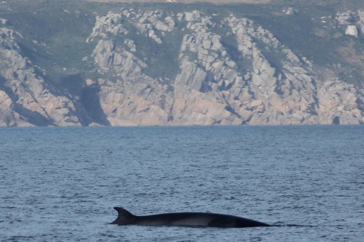 a minke whale surfacing