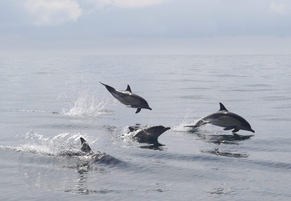 Boat Tours in Penzance, Cornwall | Marine Discovery