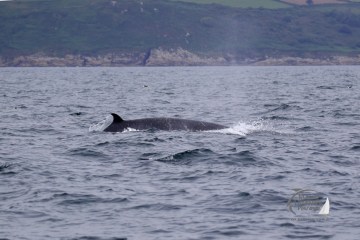 a minke whale swimming in a body of water