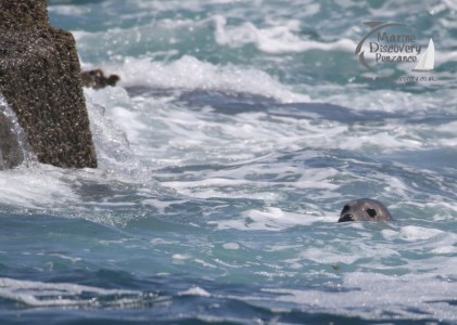 grey seal by rock