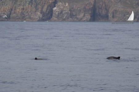 harbour porpoises