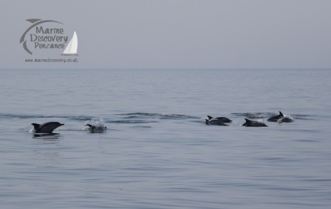 common dolphins on the move