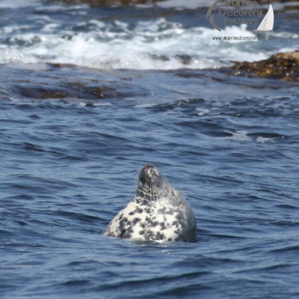 female seal dozing in the water