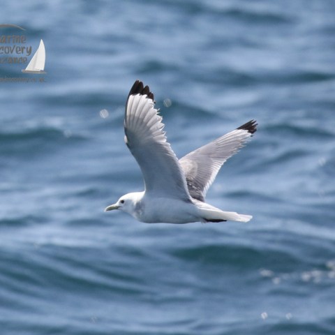 kittiwake