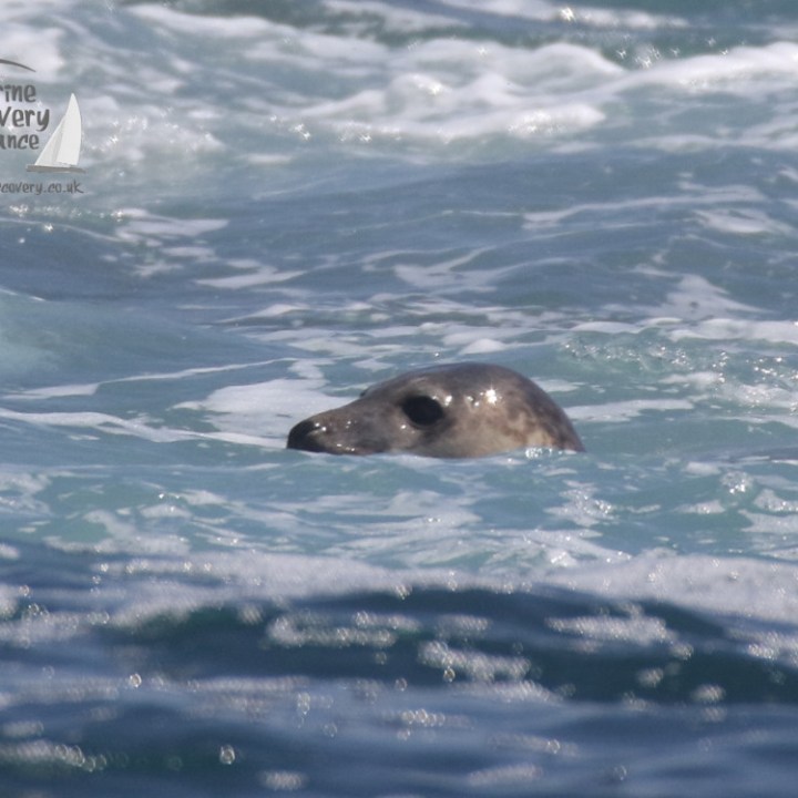 a seal located in a body of water