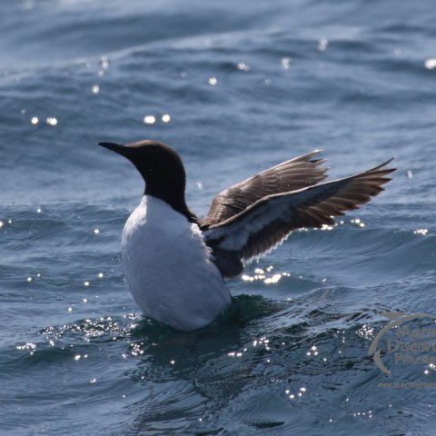 guillemot