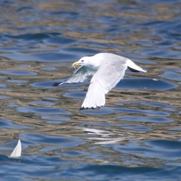 kittiwake with a sandeel