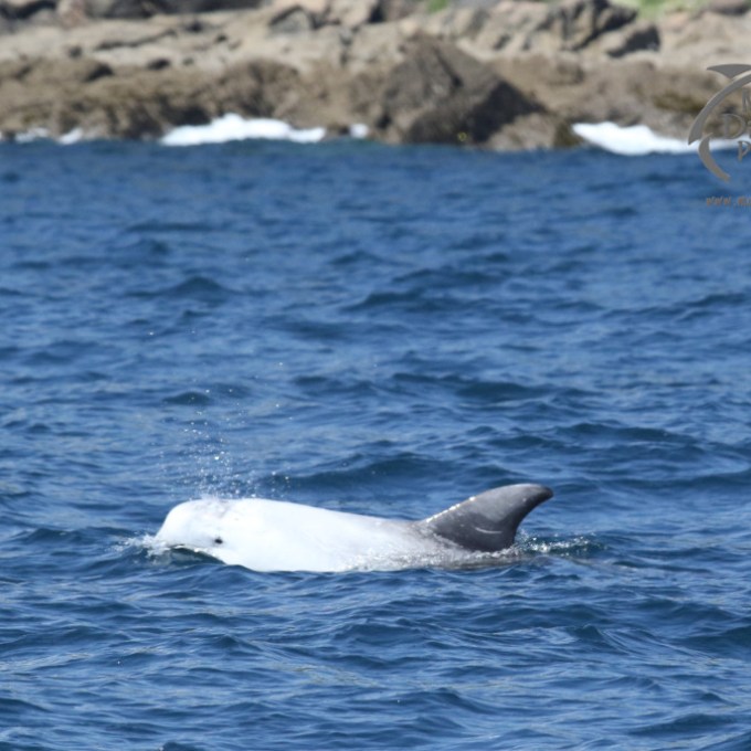 A Risso's dolphin