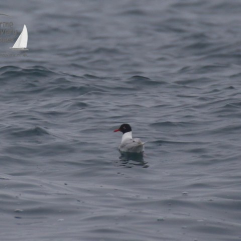 Mediterranean gull