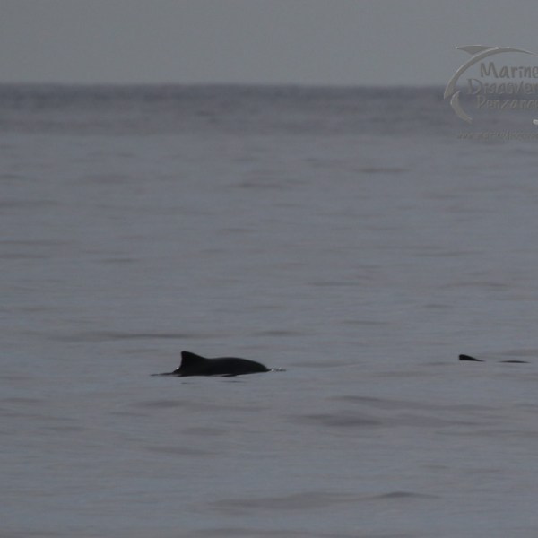 harbour porpoises