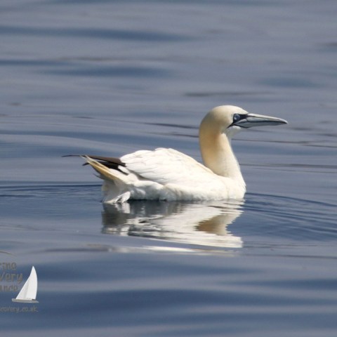 gannet sitting on the water