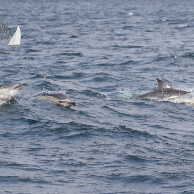 common dolphins
