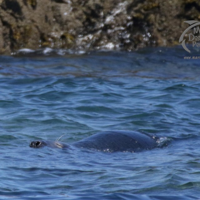 grey seal sleeping
