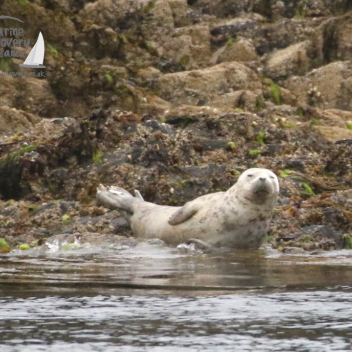 female seal hauled out