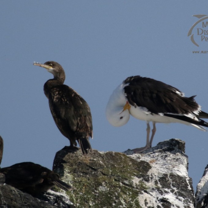 cormorant and great black backed gull
