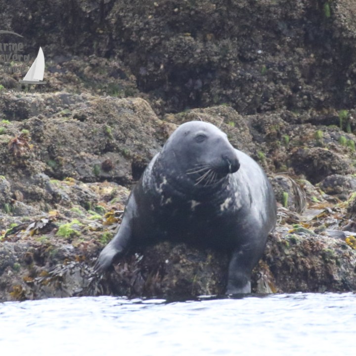 grey seal hauled out