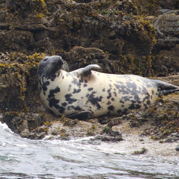 female grey seal on the rocks
