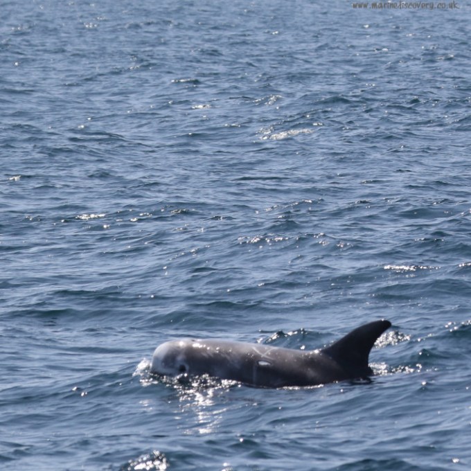 A Risso's dolphin