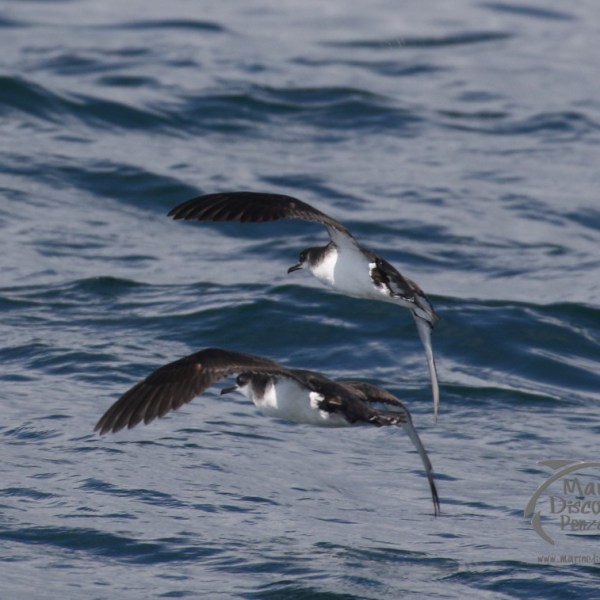 pair of manx shearwaters