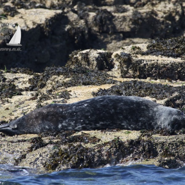 grey seal 