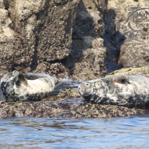 female grey seals sleeping