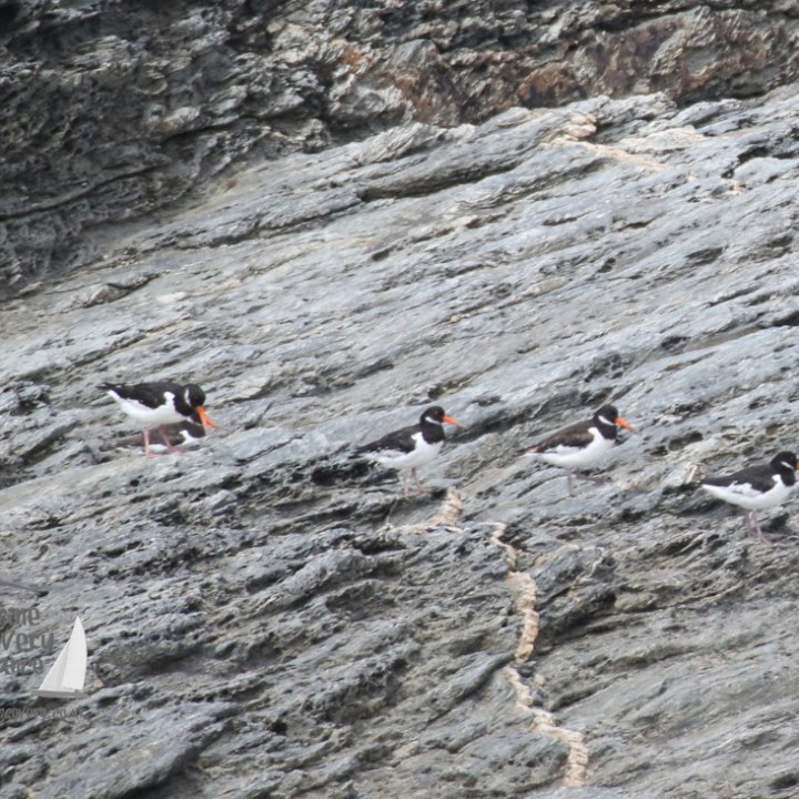 oystercatchers