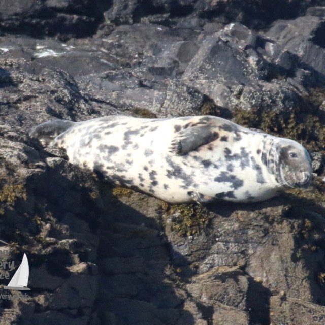 a seal on a rock