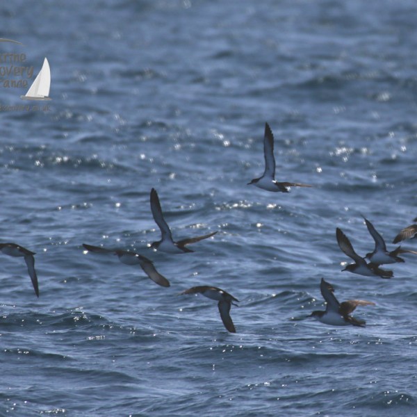 flock of shearwaters