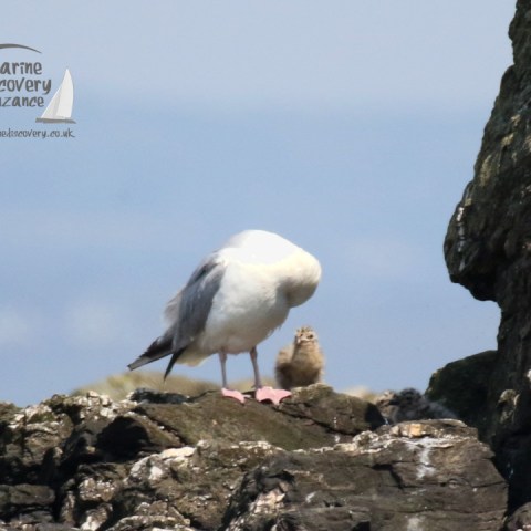 herring gull and its chicks