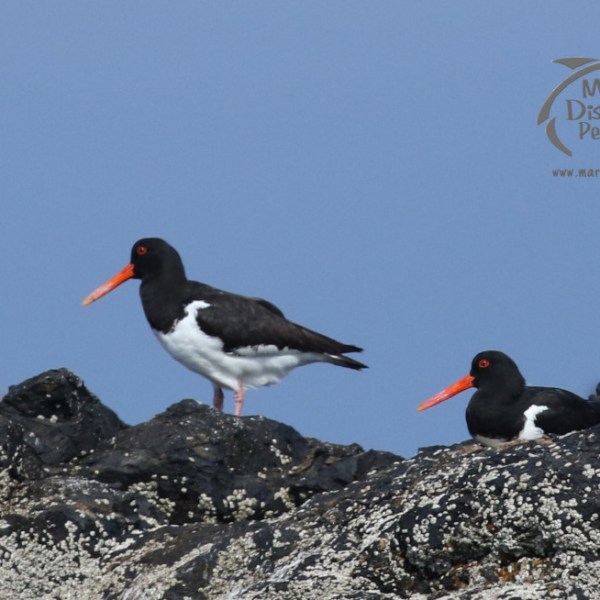 oystercatchers