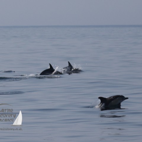 common dolphins