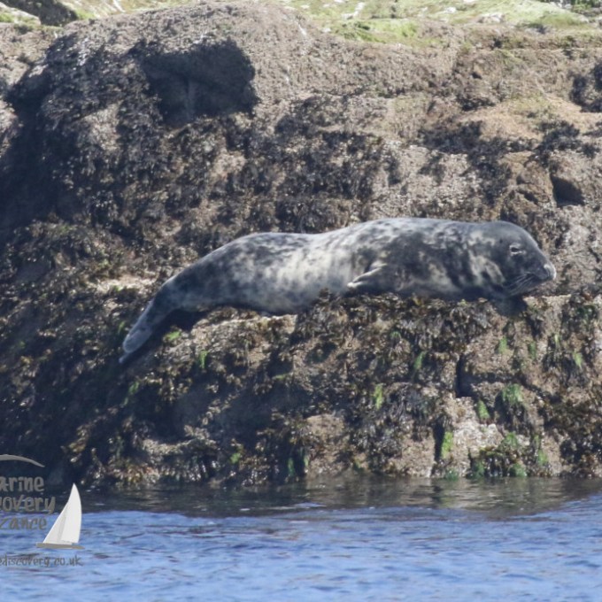a seal on a rock next to a body of water
