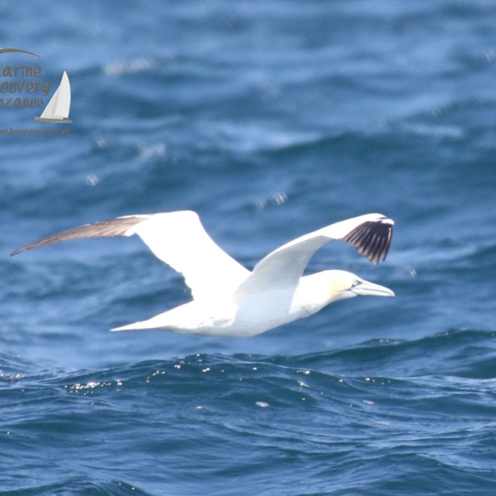 a gannet flying over a body of water