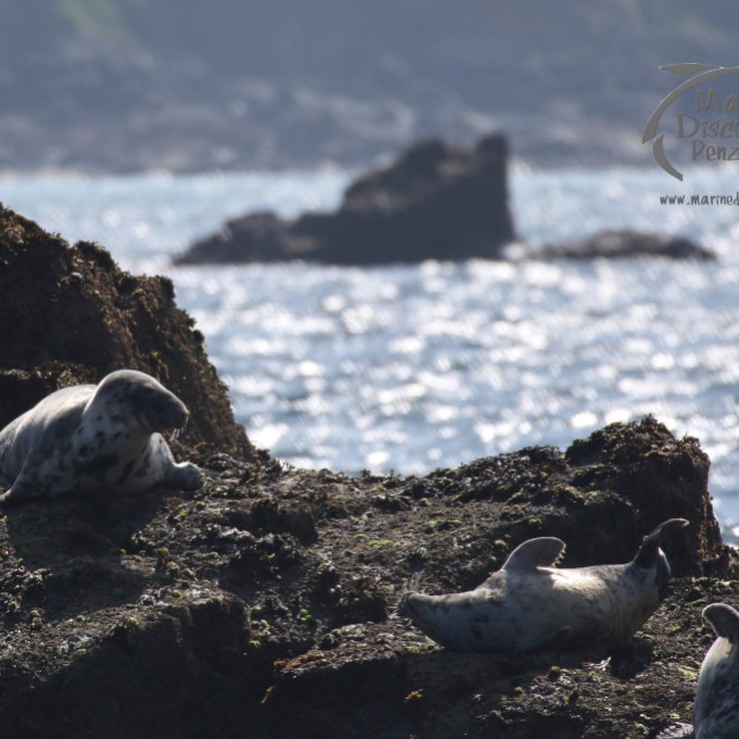 grey seals