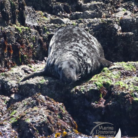 a seal on a rock