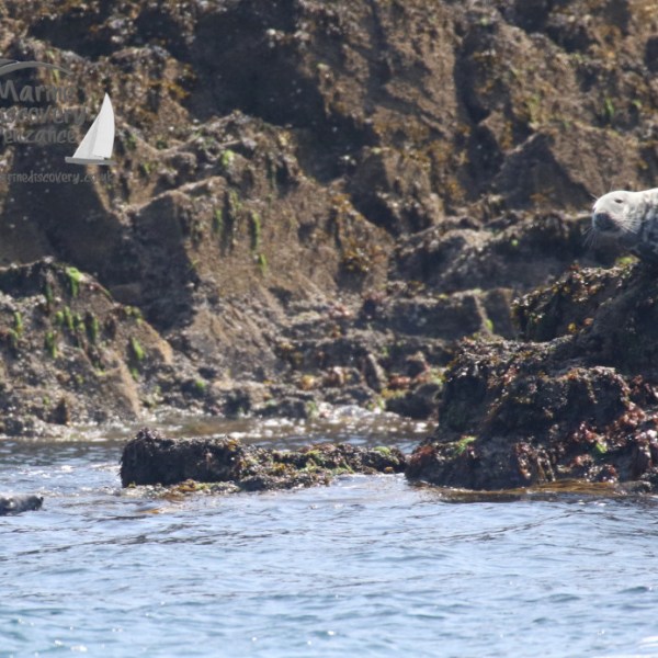 seal hauled out on the rocks