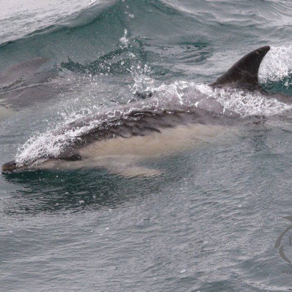 common dolphin