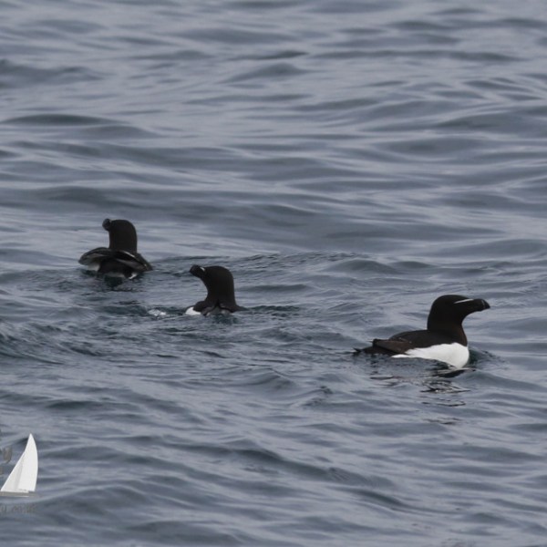 razorbills