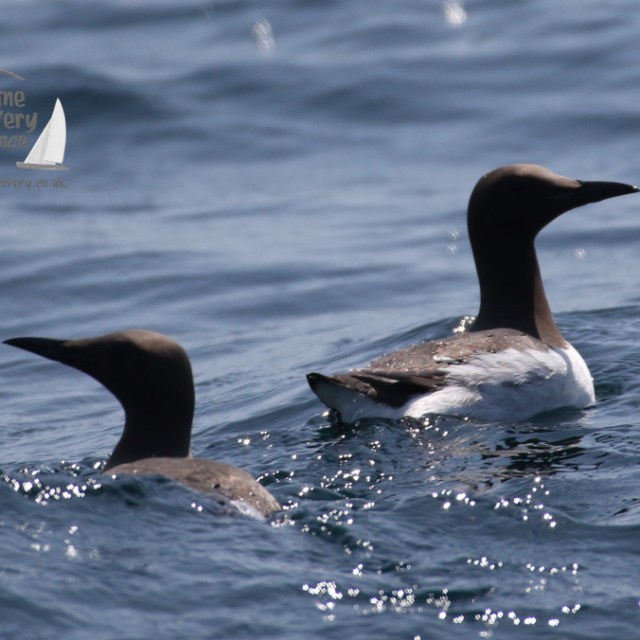 A pair of guillemots