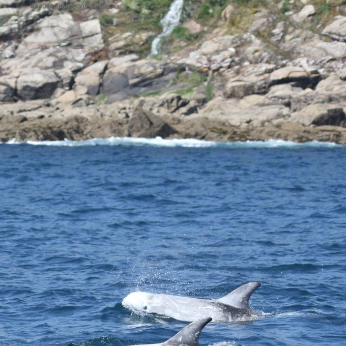 Risso's dolphins