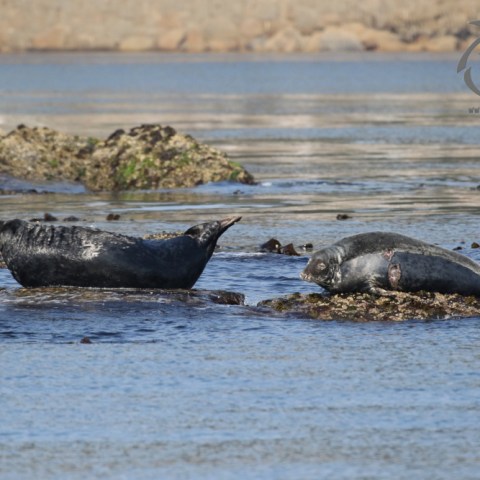 grey seals