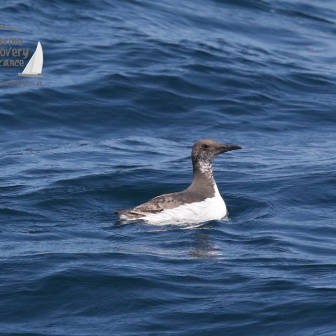 guillemot