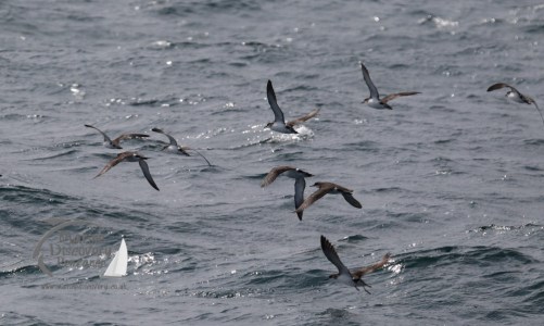 Manx shearwaters