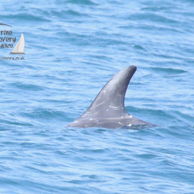 Risso's dolphin fin